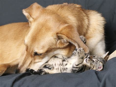 20 Adorable Portrayals Of Friendship Between Dogs And Cats Dogvacay