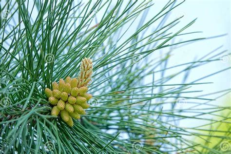 Chinese Red Pine Flowers Stock Photo Image Of Leaves 180923546