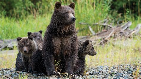 Tracking Grizzly Bears In British Columbia Travelage West