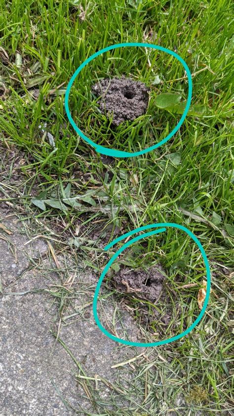 What Is Causing These Holes In My Lawn Rgardeningire