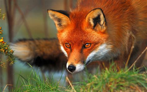 The Red Fox Vulpes Vulpes Help Change The World The Future Of The