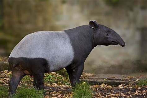 People who live there have adjusted to it, but they can. Malayan Tapir