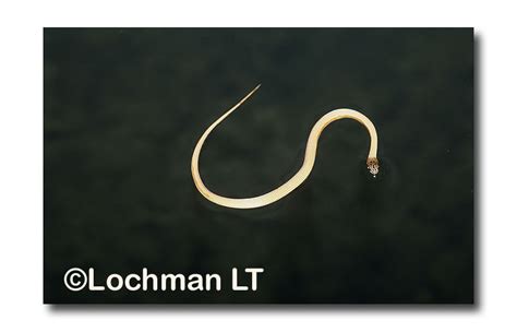 Rufous Whipsnake Lochman Transparencieslochman Transparencies