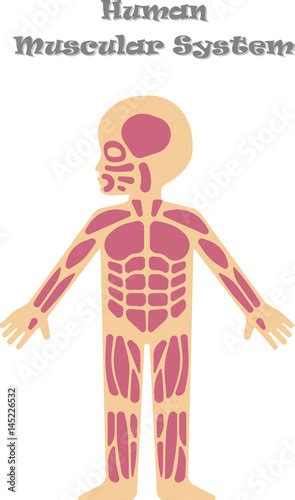 Human Muscular System For Kids Buy This Stock Vector And Explore