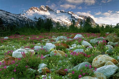 Usa Alaska Alsek Tatshenshini Wilderness View Of Rock Garden