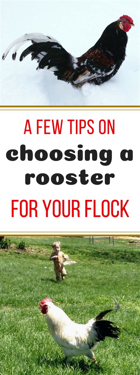 Choosing The Best Rooster For Your Flock Chickens Backyard Rooster