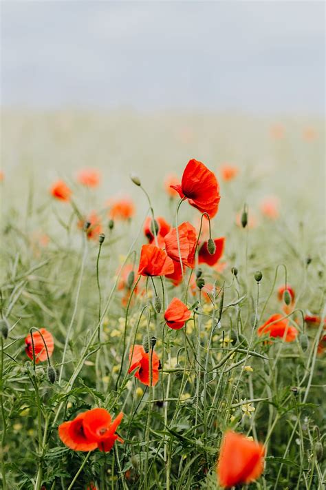 Hd Wallpaper Red Poppy Flower Field Poppies Summer Sharpness