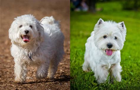 Maltese Vs Westie Comparison Everything You Need To Know