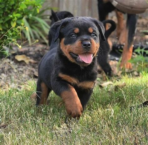 Rottweiler Puppies For Sale | Florence, SC #330643