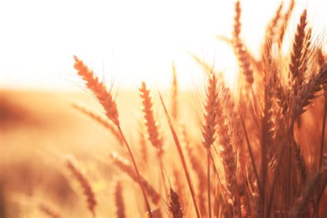 Winter Wheat Harvest Advances But Still Behind The Average Pace 2019