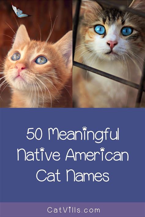 Native American Cat Names Cat Names Introducing A New Cat Cats
