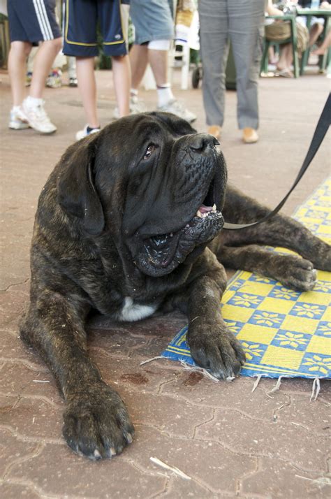 Pet Expo 100kg Dog English Mastiff The Biggest Dog I