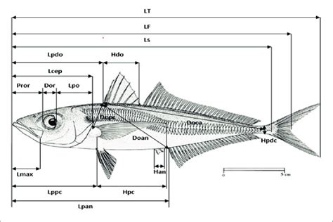 Morphometric Measurements Taken On Each Fish Lt Total Length Lf At