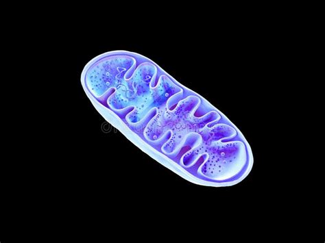 La Mitocondria Los Organelles Celulares Producen Energía Energía