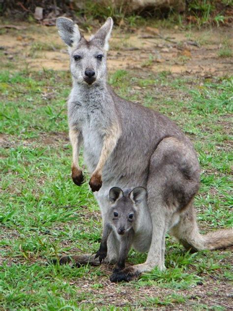 Laguna Nsw Australian Animals Cute Baby Animals Animals Beautiful