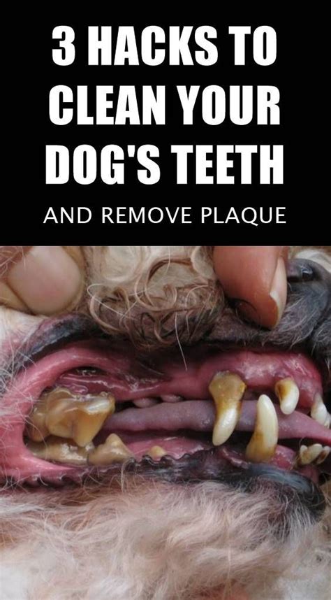 I sometimes wonder how our early ancestors lived without brushing their teeth or having dental care. How to Remove Plaque Off Your Dog's Teeth | Dog teeth ...