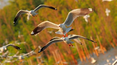 1920x1080 Resolution Seagulls Birds Flying 1080p Laptop Full Hd