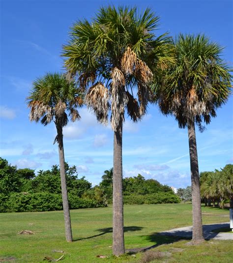 Sabal Palm South Florida Trees