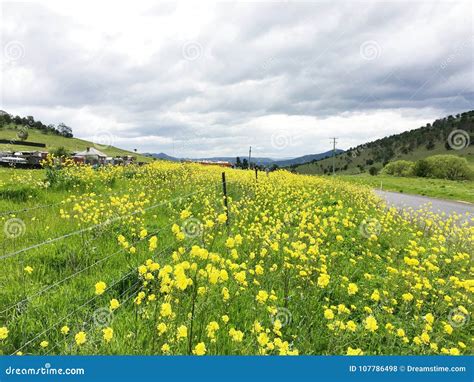 A Meadow Filled With Yellow Canola Flowers Stock Photo Image Of