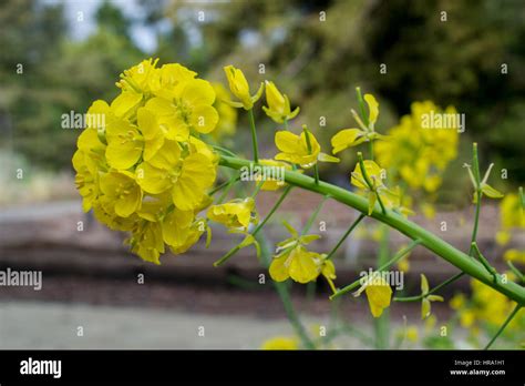 The Mustard Plant Hi Res Stock Photography And Images Alamy