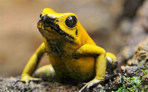 Top 15 Cute But Deadliest Animals In The World Golden Poison Frog