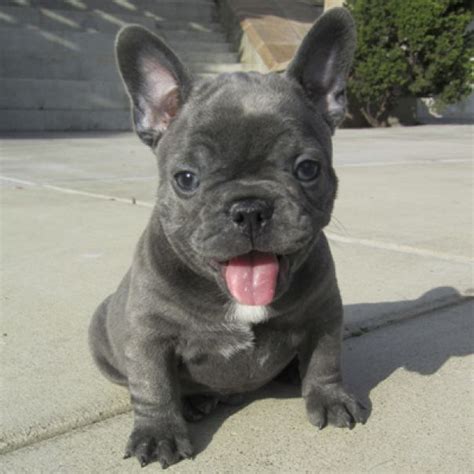 < image 1 of 4 >. Akc Blue Eyes French Bulldog babies Available El Paso
