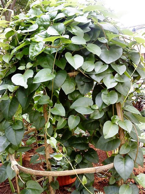 Nyeriurat/otot daun lima lembar dilumatkan, gosokkan. Back To Nature: Manfaat Binahong untuk Mengobati Mag ...