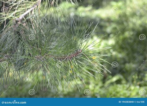 Chinese Red Pine Stock Photo Image Of Southern Branch 194283848