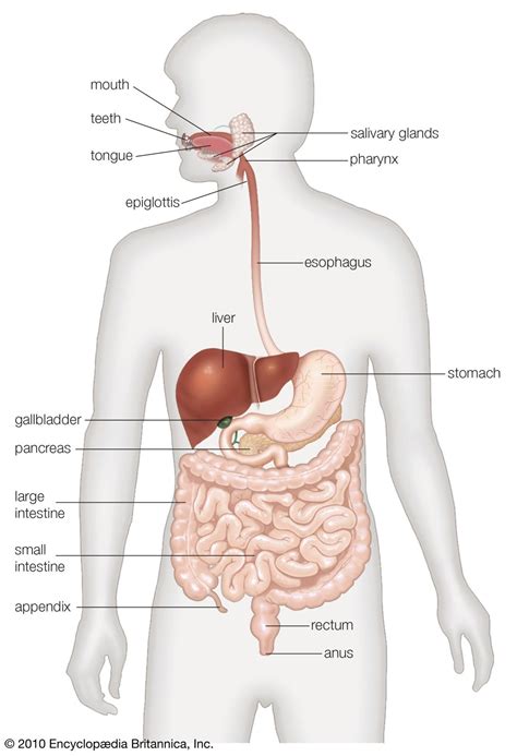 Human Digestive System Pharynx Britannica