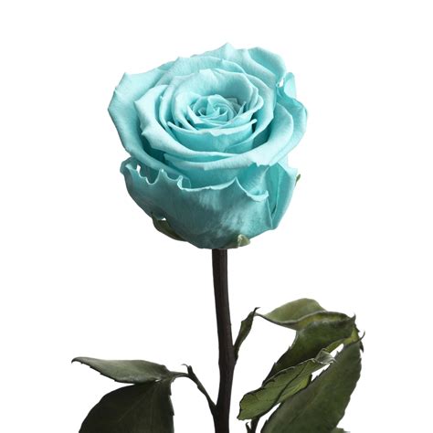 Check spelling or type a new query. TIFFANY BLUE - The Flower Shop