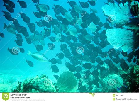 Coral Reef Tropical Fish And Ocean Life In The Caribbean Sea Stock