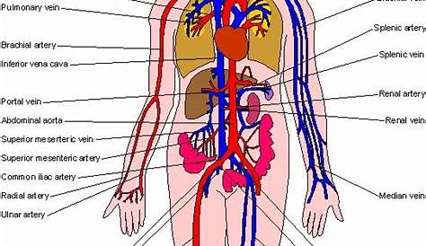 human organ location chart