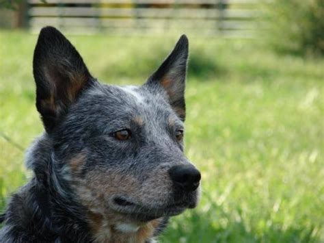 Australian Cattle Dog Blue Heeler Moses Medium Adult For Sale