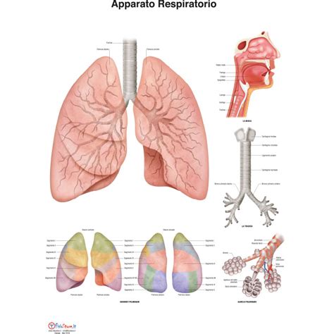 Poster Apparato Respiratorio