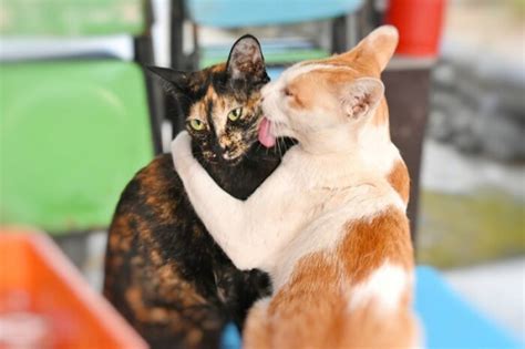 Why Do Cats Groom Each Other Reasons Why Cats Socially Groom Cats Com