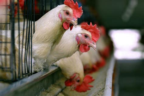 It is principally engaged in the production, grading, packaging. Poultry industry on bird flu alert - Agriculture ...