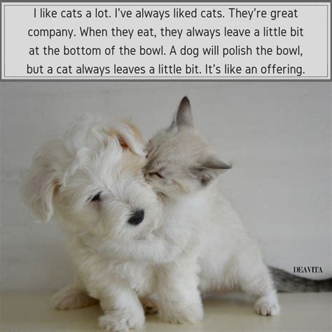 Fight Like Cat And Dog Quotes