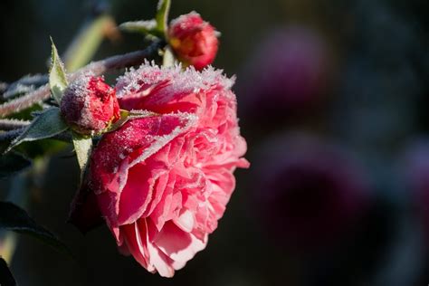 Rosa Geadas Flor Foto Gratuita No Pixabay