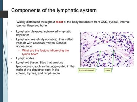 Lymphatic System Lymph Nodes And Spleen
