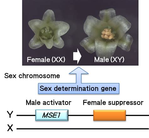 Discovery Of The Sex Determination Gene In Asparagus Officinalis