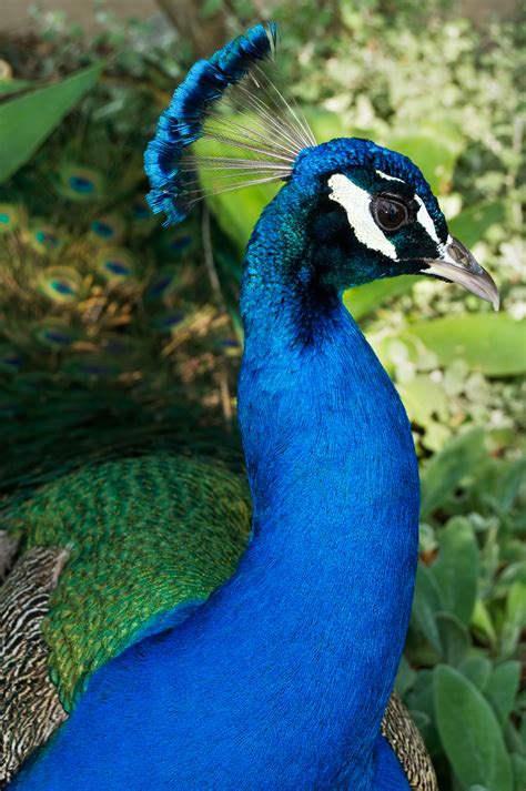 Filemale Peacock Close Up