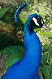 File:Male peacock close-up.jpg