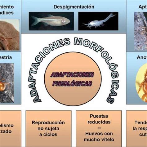 Algunas de las adaptaciones morfológicas y fisiológicas más notables