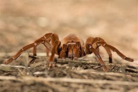 Tarantula Migration Everything You Need To Know