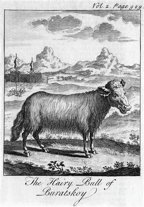 The Hairy Bull Of Buratskoy C18th Drawing By Print Collector