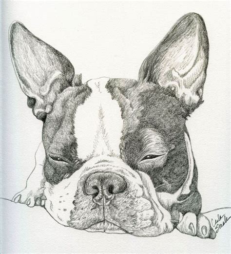 Boston Terrier Pet Dog Art Original Pencil Drawing 8 X 9 C Smale
