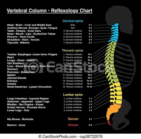 Gallery Of Spine And Vertebral Charts Spine Chart With Numbered
