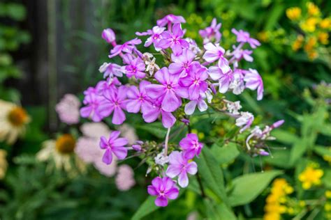 Garden Phlox Tall Phlox Care And Growing Guide