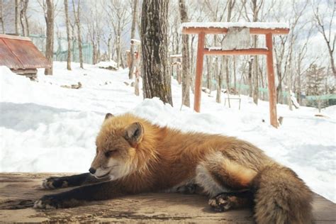The Ultimate Guide To Zao Fox Village Japan How To Get There The