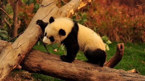 Cute Baby Panda Wallpapers On Wallpaperdog
